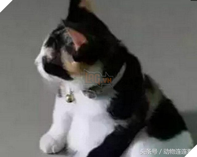 Cô nhận nuôi chú mèo đặc biệt, nhìn từ đằng sau thấy rất ‘duyên dáng’, nhưng khi nó quay đầu lại thì…