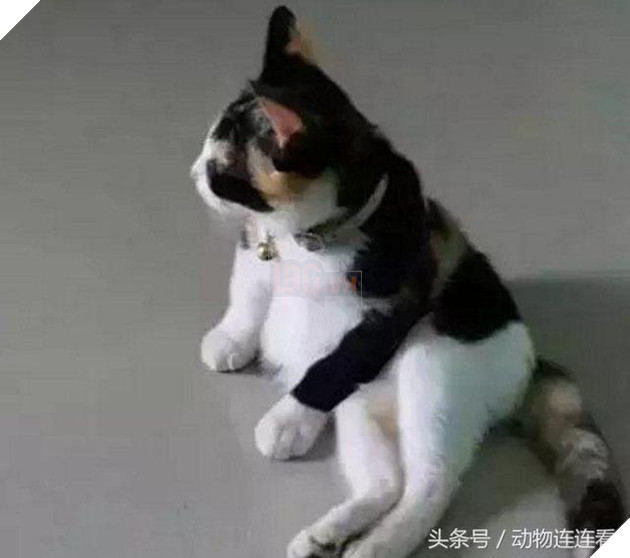 Cô nhận nuôi chú mèo đặc biệt, nhìn từ đằng sau thấy rất ‘duyên dáng’, nhưng khi nó quay đầu lại thì… 2