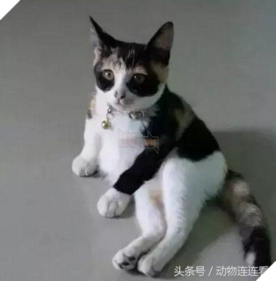 Cô nhận nuôi chú mèo đặc biệt, nhìn từ đằng sau thấy rất ‘duyên dáng’, nhưng khi nó quay đầu lại thì… 3