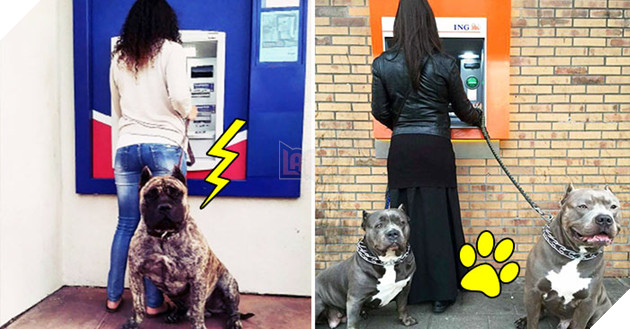 14 chú chó vào vai bảo kê máu mặt tại các cây ATM vào ban đêm, cướp chạy mất dép!