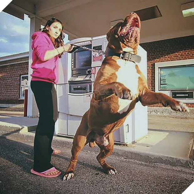 14 chú chó vào vai bảo kê máu mặt tại các cây ATM vào ban đêm, cướp chạy mất dép! 13