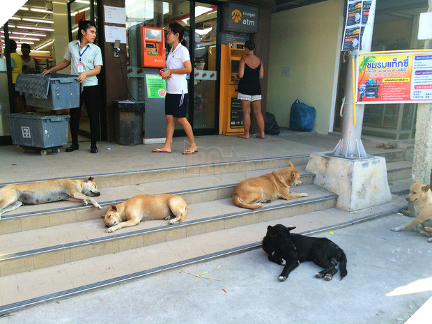 14 chú chó vào vai bảo kê máu mặt tại các cây ATM vào ban đêm, cướp chạy mất dép! 15