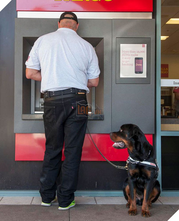 14 chú chó vào vai bảo kê máu mặt tại các cây ATM vào ban đêm, cướp chạy mất dép! 5