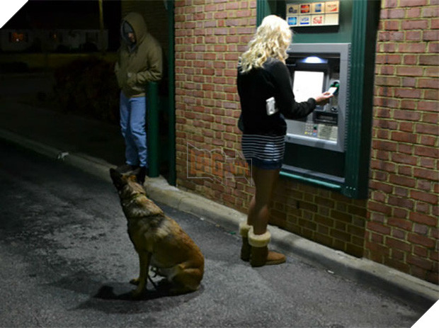 14 chú chó vào vai bảo kê máu mặt tại các cây ATM vào ban đêm, cướp chạy mất dép! 7
