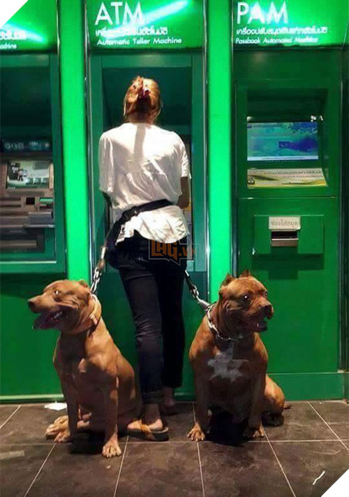 14 chú chó vào vai bảo kê máu mặt tại các cây ATM vào ban đêm, cướp chạy mất dép! 8