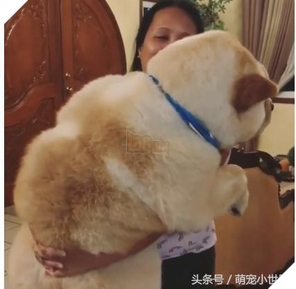 Cô dùng hết sức bế chú chó khổng lồ béo ú, nó vừa quay đầu lại, mọi người đã bật cười thích thú