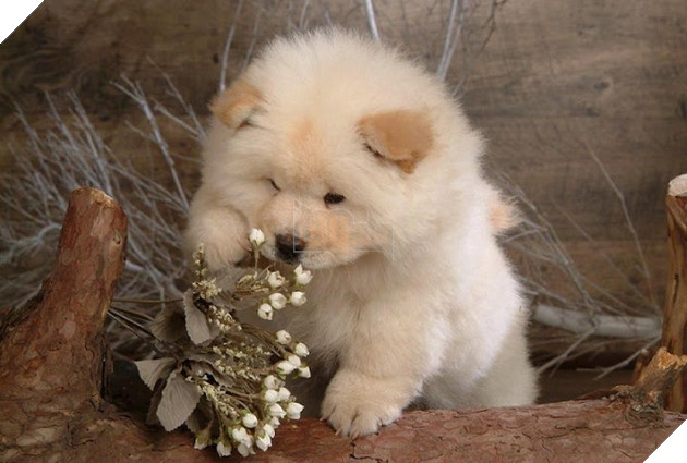 Cô dùng hết sức bế chú chó khổng lồ béo ú, nó vừa quay đầu lại, mọi người đã bật cười thích thú 4