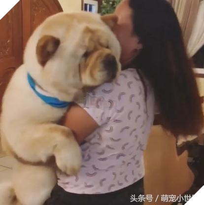 Cô dùng hết sức bế chú chó khổng lồ béo ú, nó vừa quay đầu lại, mọi người đã bật cười thích thú 2