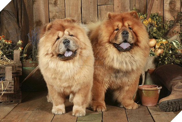 Cô dùng hết sức bế chú chó khổng lồ béo ú, nó vừa quay đầu lại, mọi người đã bật cười thích thú 5