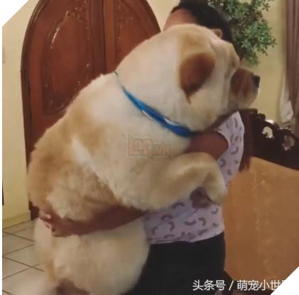 Cô dùng hết sức bế chú chó khổng lồ béo ú, nó vừa quay đầu lại, mọi người đã bật cười thích thú 3
