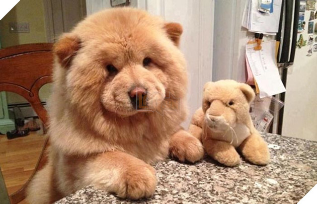 Cô dùng hết sức bế chú chó khổng lồ béo ú, nó vừa quay đầu lại, mọi người đã bật cười thích thú 6