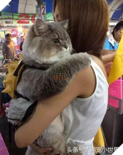 Cô dùng hết sức bế chú chó khổng lồ béo ú, nó vừa quay đầu lại, mọi người đã bật cười thích thú 7