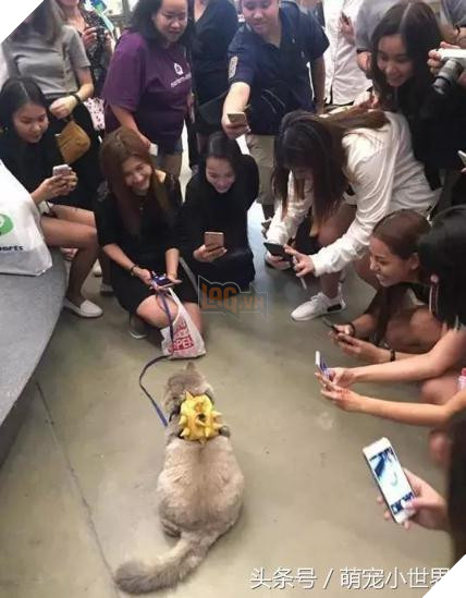 Cô dùng hết sức bế chú chó khổng lồ béo ú, nó vừa quay đầu lại, mọi người đã bật cười thích thú 8