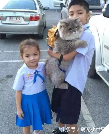 Cô dùng hết sức bế chú chó khổng lồ béo ú, nó vừa quay đầu lại, mọi người đã bật cười thích thú 9