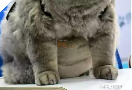 Cô dùng hết sức bế chú chó khổng lồ béo ú, nó vừa quay đầu lại, mọi người đã bật cười thích thú 10