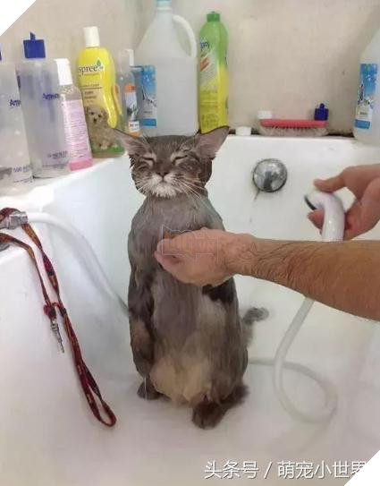 Cô dùng hết sức bế chú chó khổng lồ béo ú, nó vừa quay đầu lại, mọi người đã bật cười thích thú 11