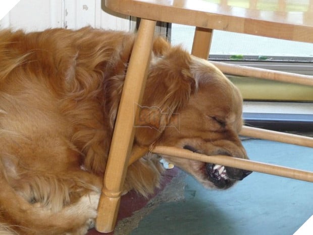 14 chú cún suốt ngày chỉ có ngủ nghê chứ chẳng làm điều gì khác - Ảnh 1.