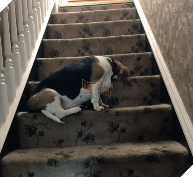 14 chú cún suốt ngày chỉ có ngủ nghê chứ chẳng làm điều gì khác - Ảnh 3.