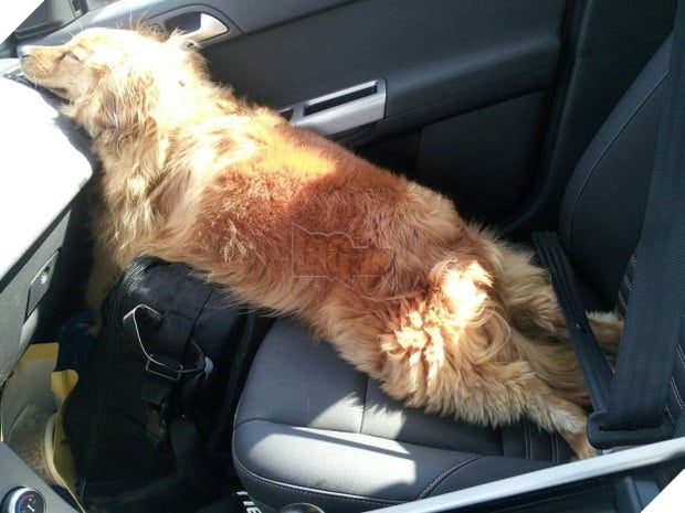 14 chú cún suốt ngày chỉ có ngủ nghê chứ chẳng làm điều gì khác - Ảnh 19.