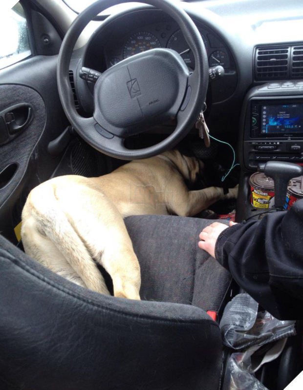 14 chú cún suốt ngày chỉ có ngủ nghê chứ chẳng làm điều gì khác - Ảnh 21.