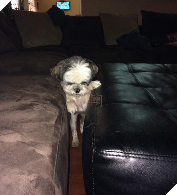 14 chú cún suốt ngày chỉ có ngủ nghê chứ chẳng làm điều gì khác - Ảnh 23.