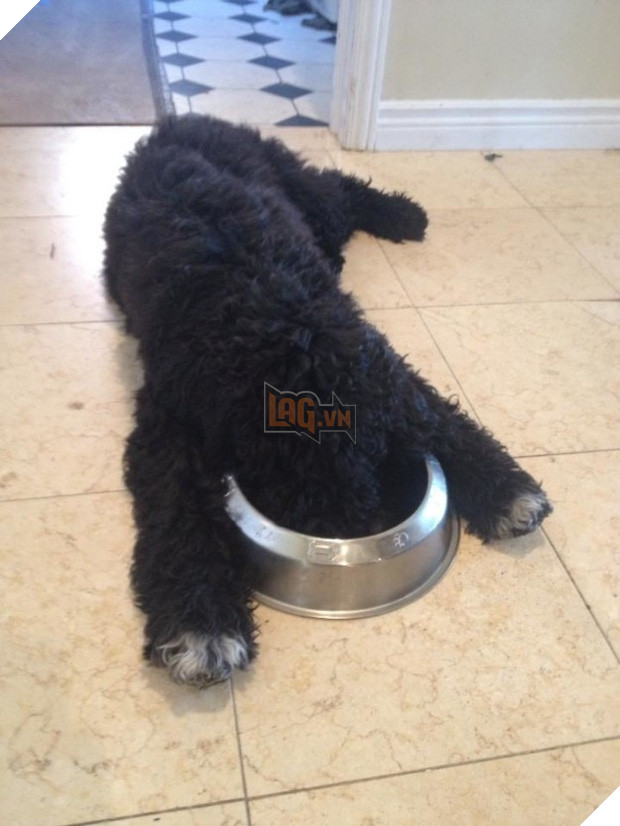 14 chú cún suốt ngày chỉ có ngủ nghê chứ chẳng làm điều gì khác - Ảnh 25.