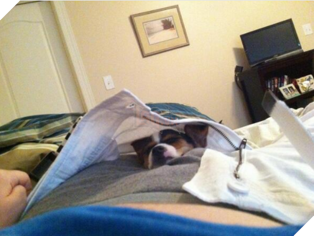 14 chú cún suốt ngày chỉ có ngủ nghê chứ chẳng làm điều gì khác - Ảnh 27.