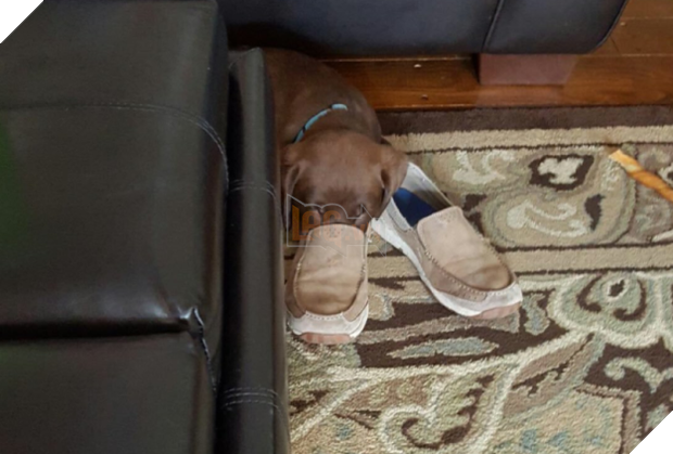 14 chú cún suốt ngày chỉ có ngủ nghê chứ chẳng làm điều gì khác - Ảnh 7.