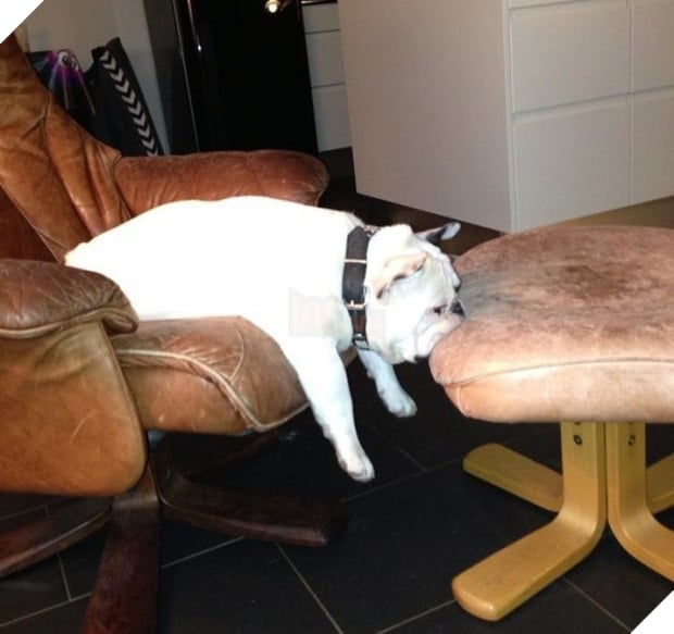 14 chú cún suốt ngày chỉ có ngủ nghê chứ chẳng làm điều gì khác - Ảnh 9.