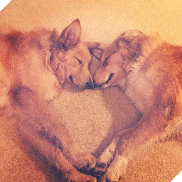 14 chú cún suốt ngày chỉ có ngủ nghê chứ chẳng làm điều gì khác - Ảnh 11.