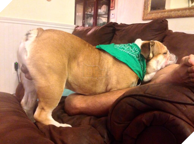 14 chú cún suốt ngày chỉ có ngủ nghê chứ chẳng làm điều gì khác - Ảnh 13.