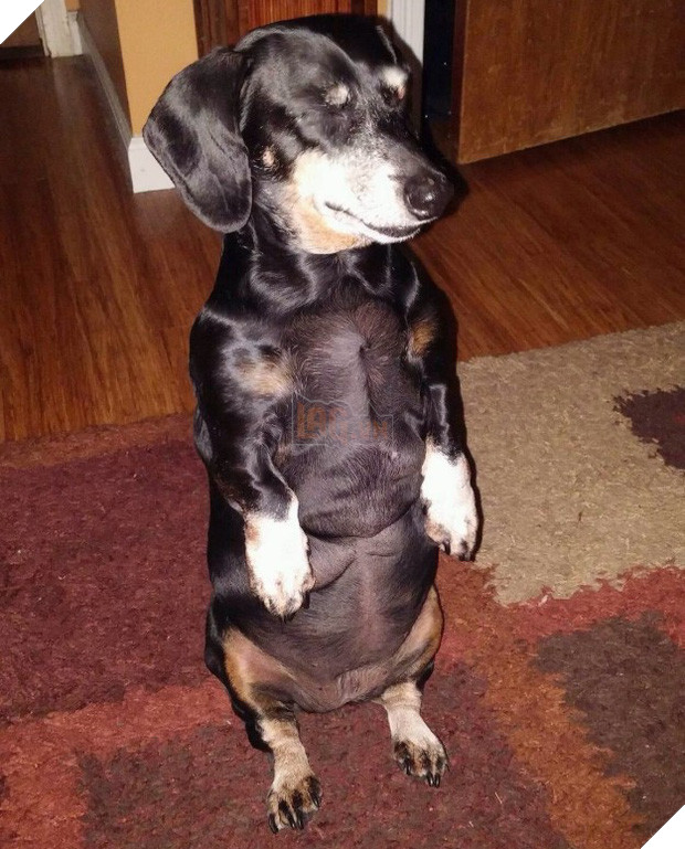 14 chú cún suốt ngày chỉ có ngủ nghê chứ chẳng làm điều gì khác - Ảnh 15.