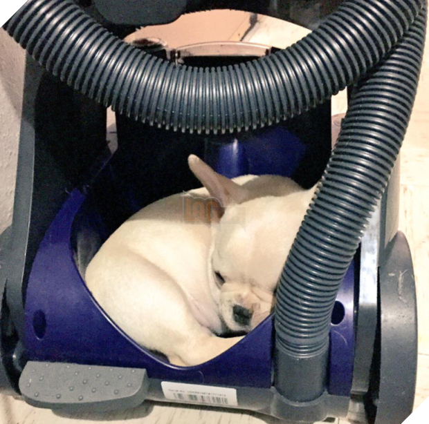 14 chú cún suốt ngày chỉ có ngủ nghê chứ chẳng làm điều gì khác - Ảnh 17.