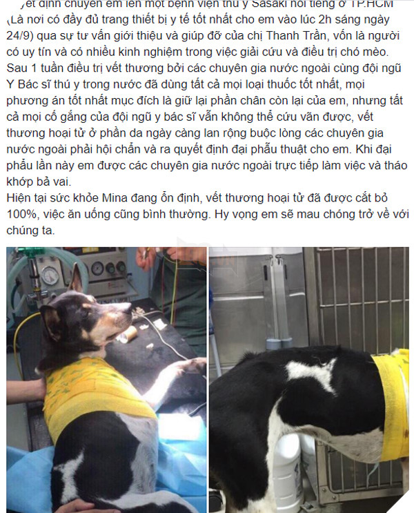 Chú chó bị chặt chân được Hội cứu trợ chó mèo ứng cứu, phải tháo khớp bả vai vì vết thương bị hoại tử nặng 2