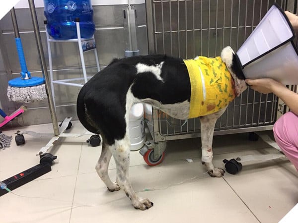 Chú chó bị chặt chân được Hội cứu trợ chó mèo ứng cứu, phải tháo khớp bả vai vì vết thương bị hoại tử nặng 3