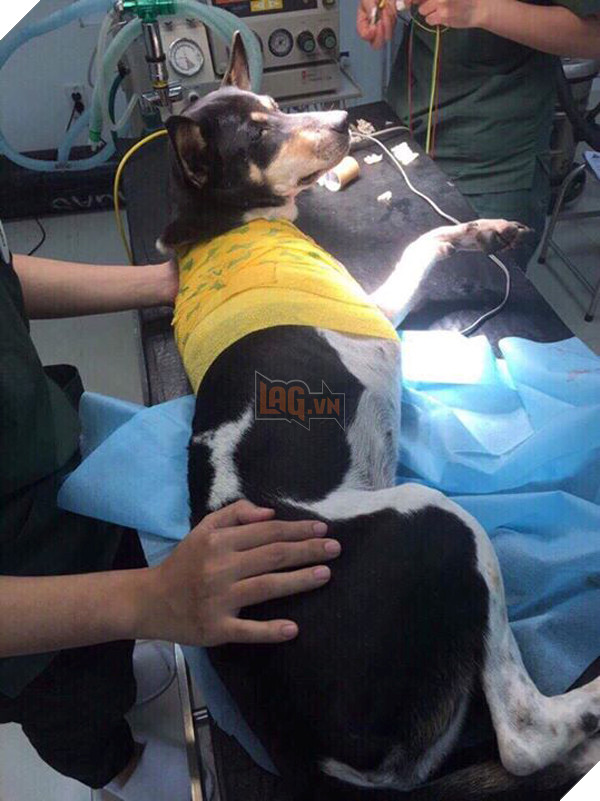 Chú chó bị chặt chân được Hội cứu trợ chó mèo ứng cứu, phải tháo khớp bả vai vì vết thương bị hoại tử nặng 4