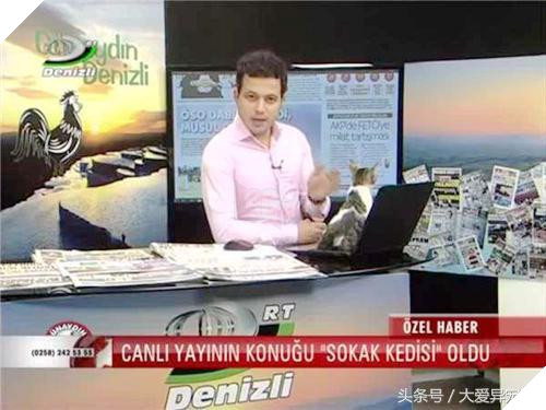 Mèo hoang đi lạc vào Đài truyền hình, náo loạn 1 hồi rồi lăn ra ngủ, hình ảnh siêu đáng yêu khiến người xem phì cười 6