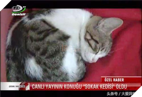 Mèo hoang đi lạc vào Đài truyền hình, náo loạn 1 hồi rồi lăn ra ngủ, hình ảnh siêu đáng yêu khiến người xem phì cười 7