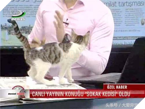 Mèo hoang đi lạc vào Đài truyền hình, náo loạn 1 hồi rồi lăn ra ngủ, hình ảnh siêu đáng yêu khiến người xem phì cười 5