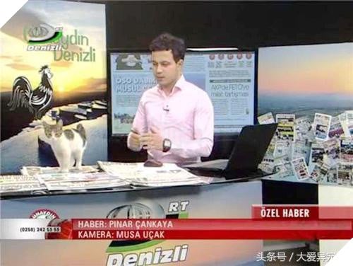 Mèo hoang đi lạc vào Đài truyền hình, náo loạn 1 hồi rồi lăn ra ngủ, hình ảnh siêu đáng yêu khiến người xem phì cười 4