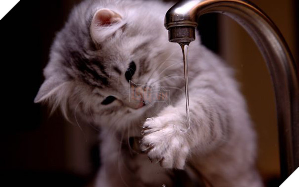 Mèo cưng giúp chủ kiểm tra nước ấm, kết quả nó vào phòng tắm mãi không thấy ra, anh bước vào và… không nhịn nổi cười 11