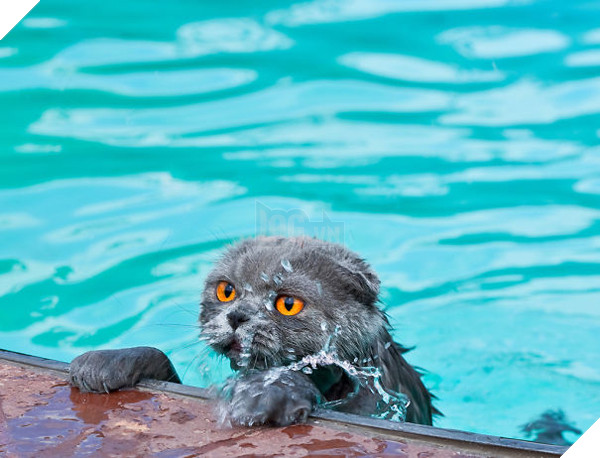 Mèo cưng giúp chủ kiểm tra nước ấm, kết quả nó vào phòng tắm mãi không thấy ra, anh bước vào và… không nhịn nổi cười 12