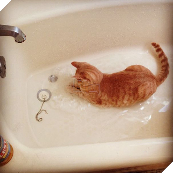 Mèo cưng giúp chủ kiểm tra nước ấm, kết quả nó vào phòng tắm mãi không thấy ra, anh bước vào và… không nhịn nổi cười 15