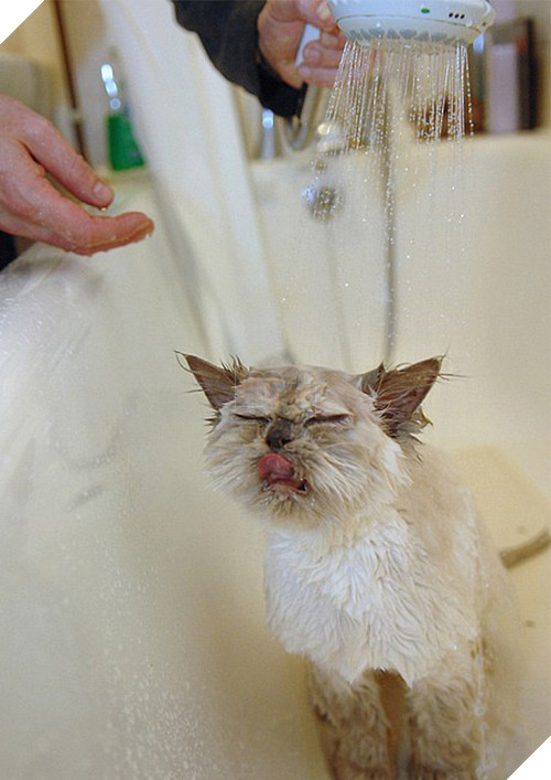 Mèo cưng giúp chủ kiểm tra nước ấm, kết quả nó vào phòng tắm mãi không thấy ra, anh bước vào và… không nhịn nổi cười 13