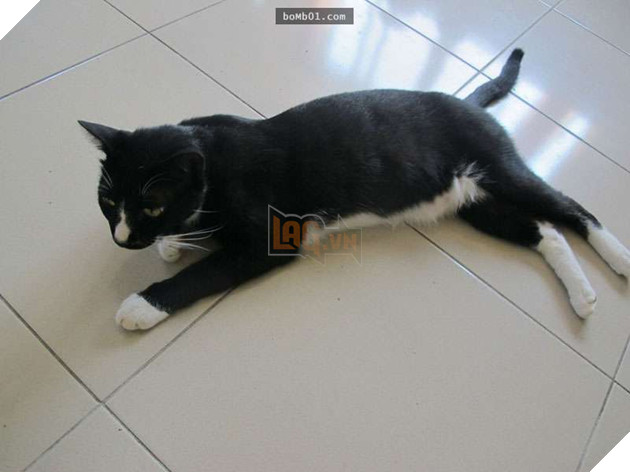 10 cảnh chân thật trước và sau khi nuôi thú cưng, nhiều người xem xong không khỏi ‘khóc ròng’ 3