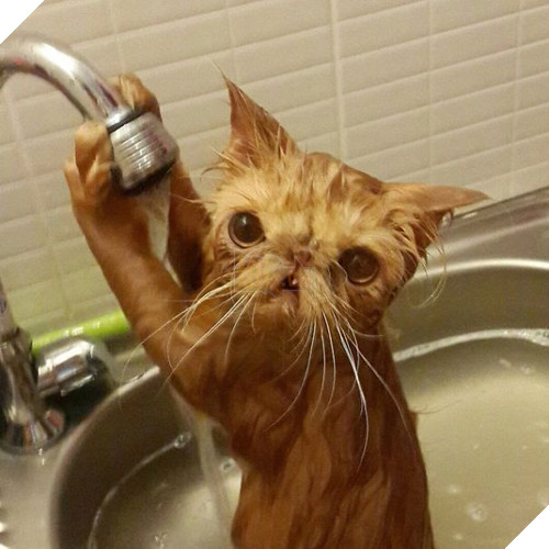 Mèo cưng giúp chủ kiểm tra nước ấm, kết quả nó vào phòng tắm mãi không thấy ra, anh bước vào và… không nhịn nổi cười 7