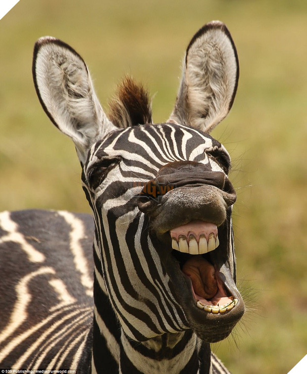 Những khoảnh khắc làm trò hài hước của các danh hài động vật - Ảnh 11.