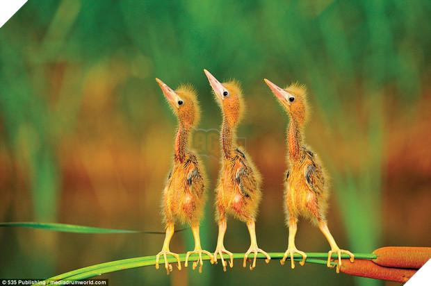 Những khoảnh khắc làm trò hài hước của các danh hài động vật - Ảnh 9.