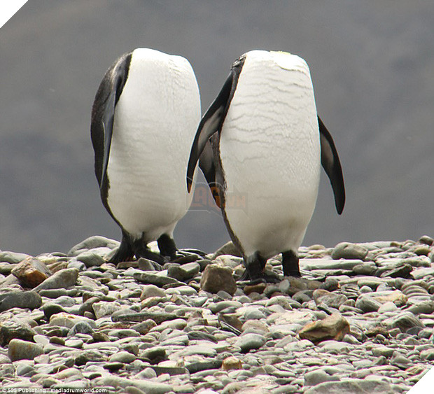 Những khoảnh khắc làm trò hài hước của các danh hài động vật - Ảnh 3.