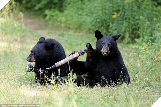 Những khoảnh khắc làm trò hài hước của các danh hài động vật - Ảnh 1.